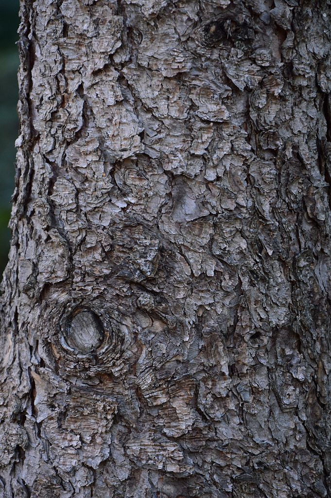 Dark gray flaky bark.