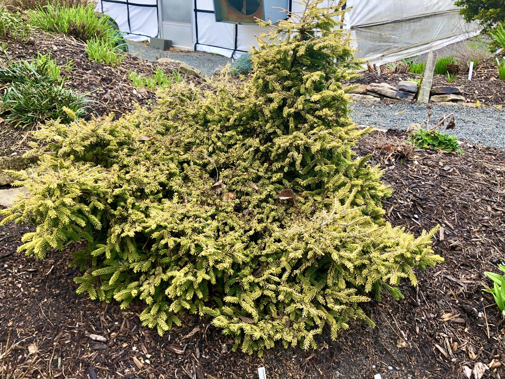 Picea orientalis 'Skylands'