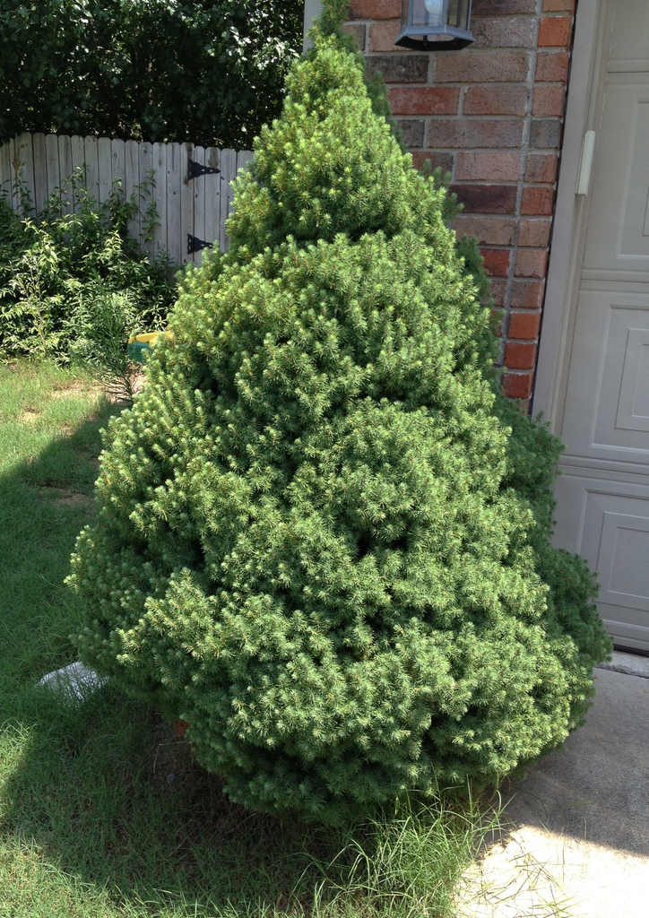 Picea abies
