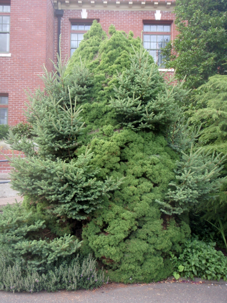 Picea abies
