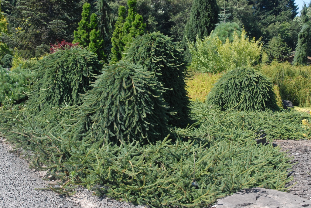 Picea abies Form