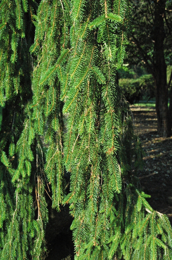 Picea abies