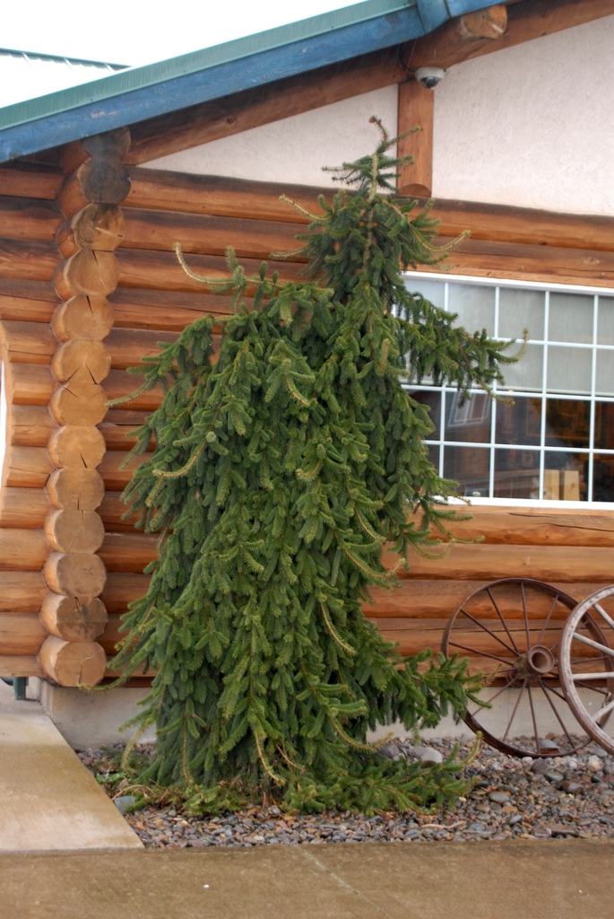 Picea abies