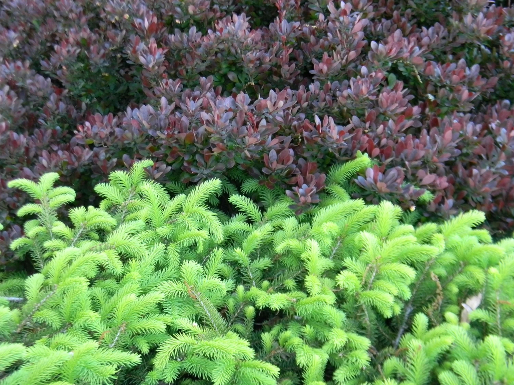 Picea abies 'Nidiformis'