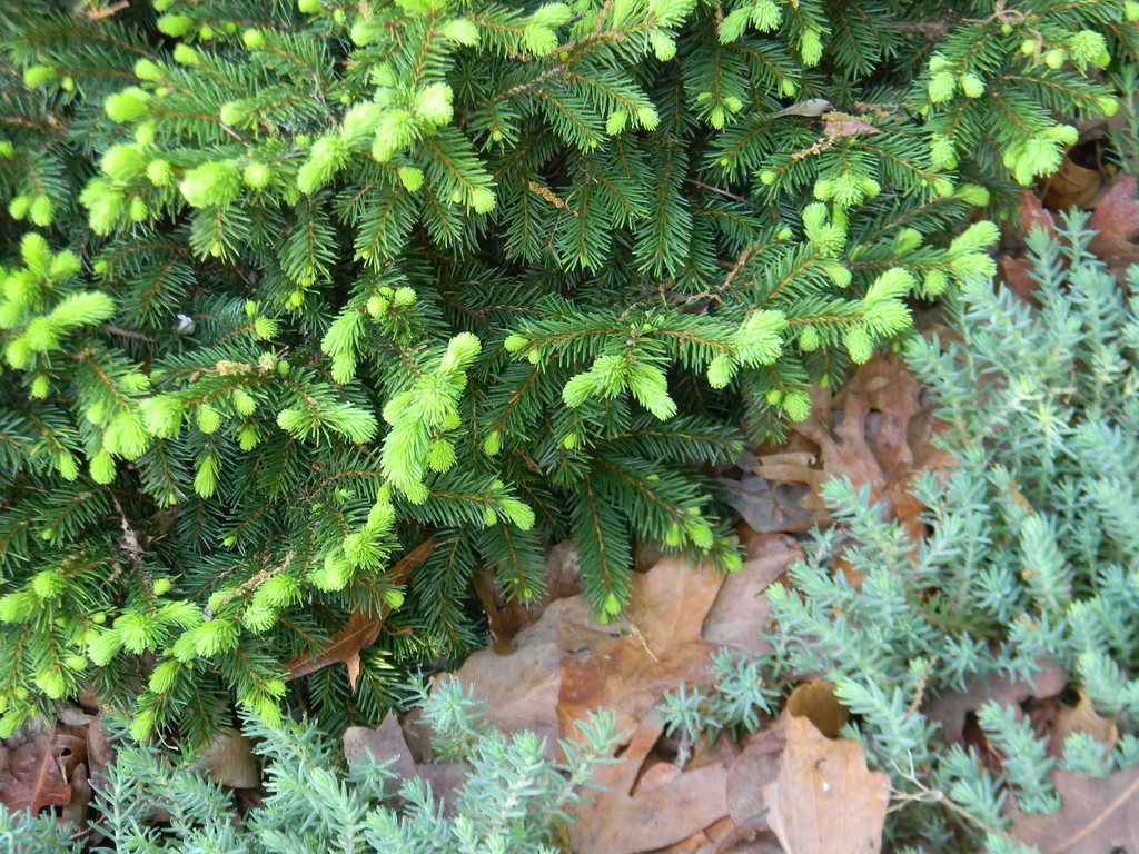 Picea abies 'Pumila'