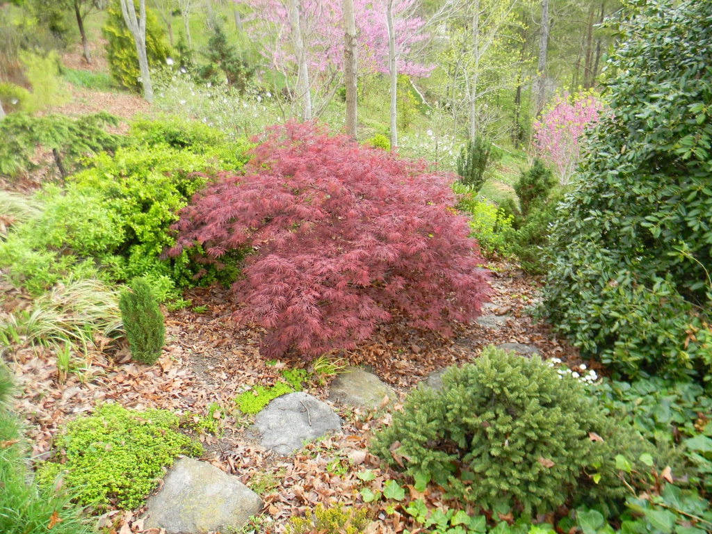 Picea abies 'Pumila'