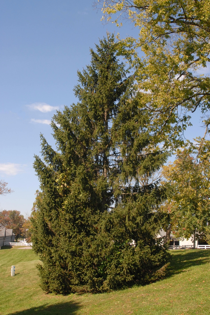 Picea abies