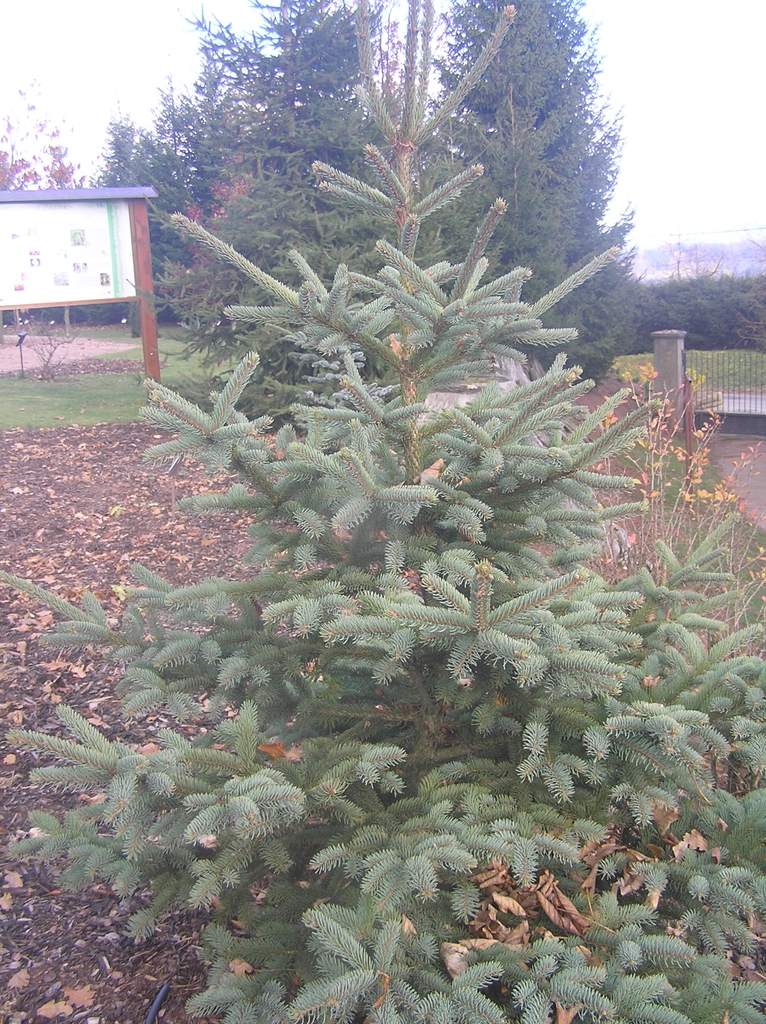 Form