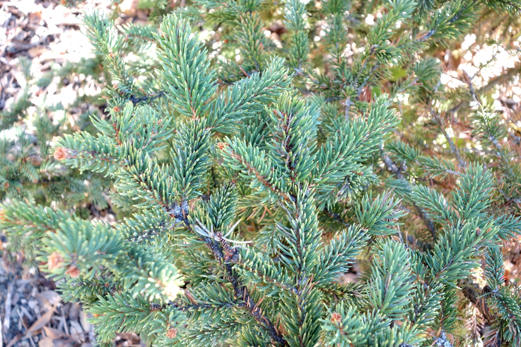 Form
