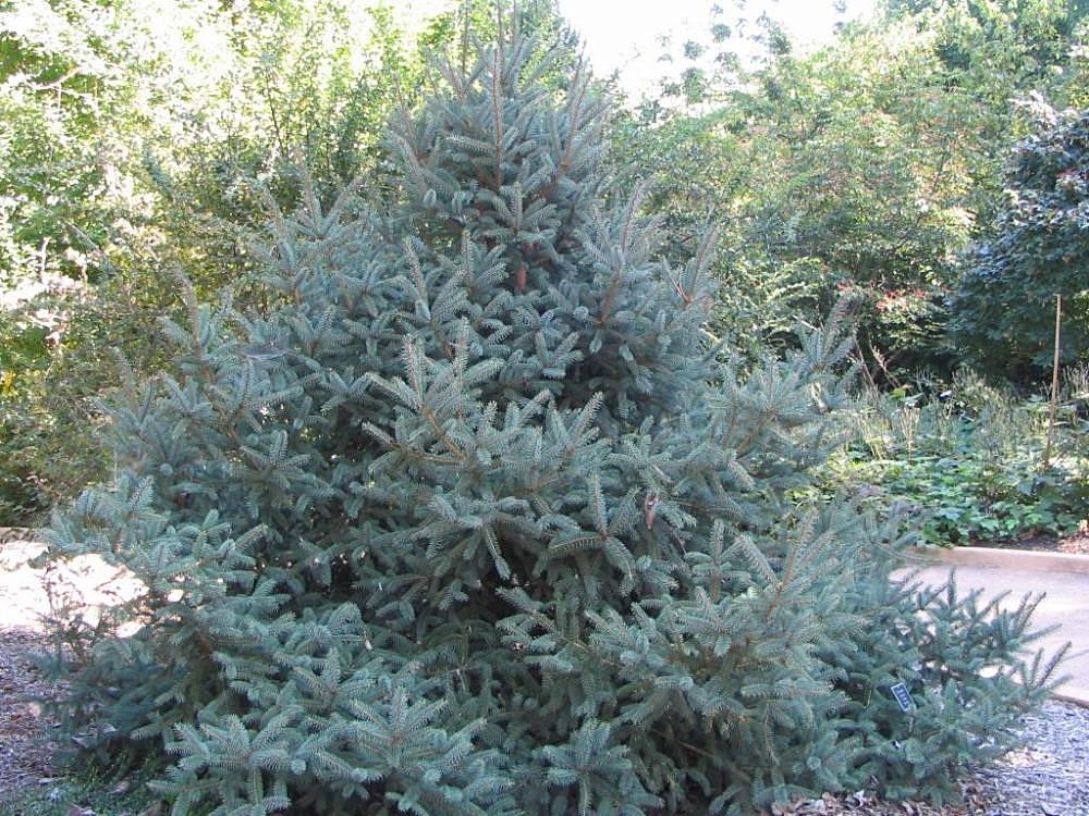 Form