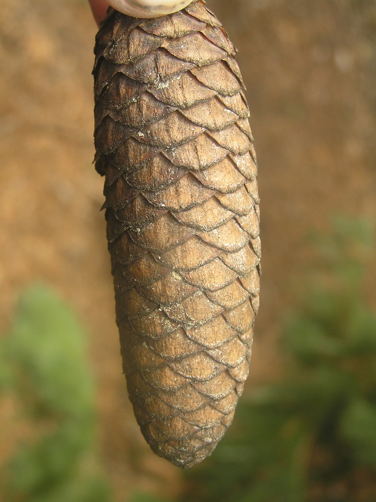 Pine Cone