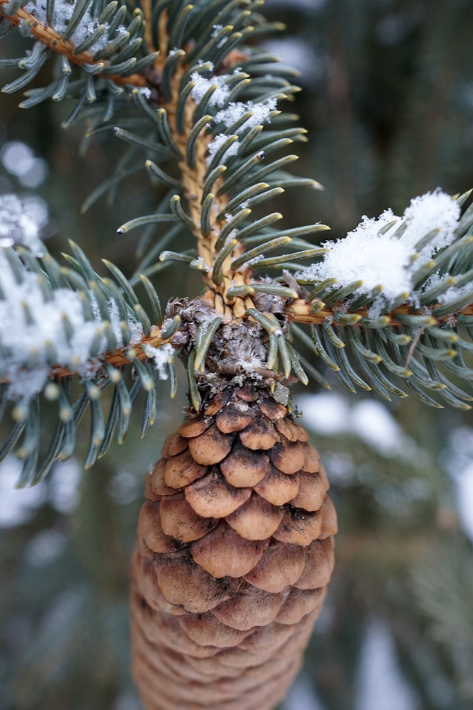 Pine Cone