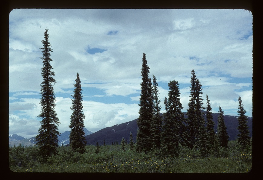 Form (Matanuska-Susitna, AK)-Mid Summer