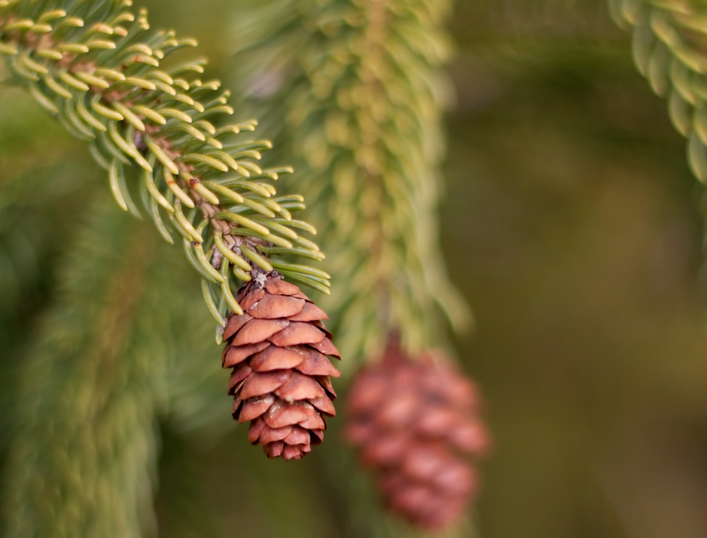 Seed Cones
