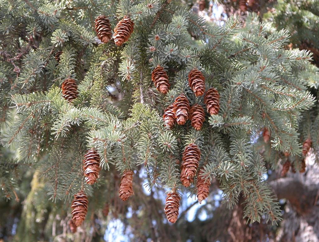 Form