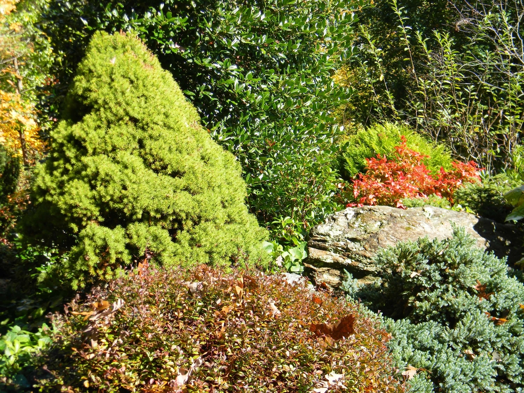 Picea glauca 'Conica'