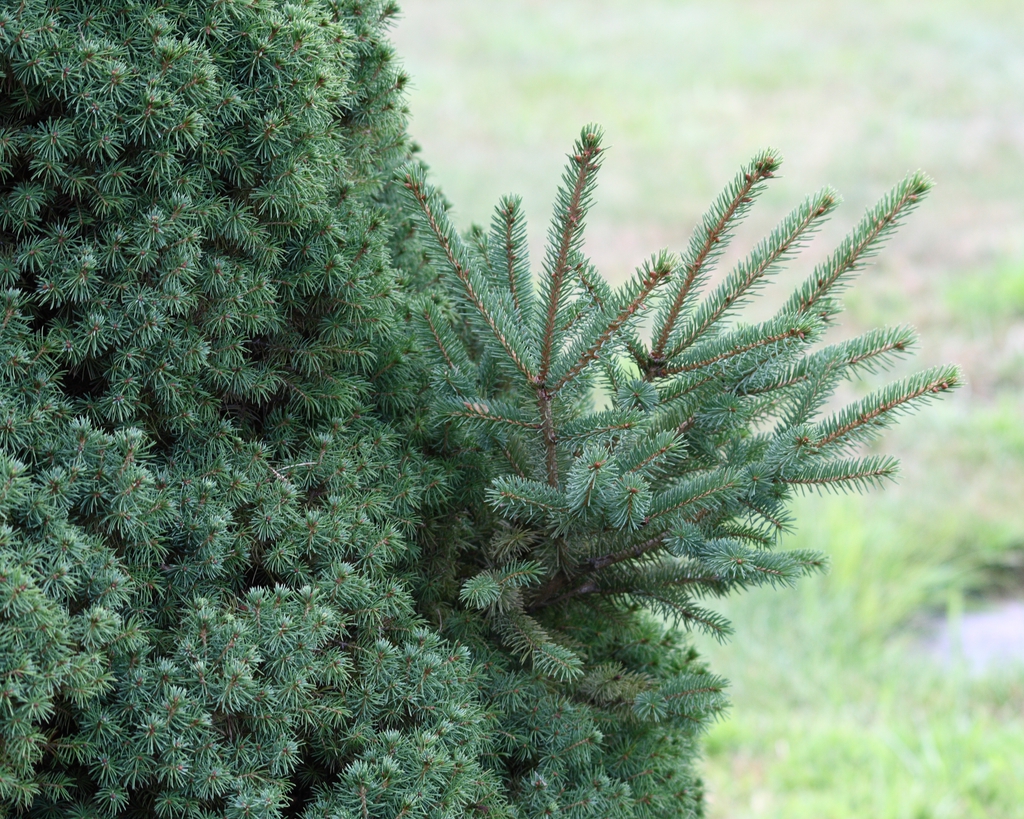 Form