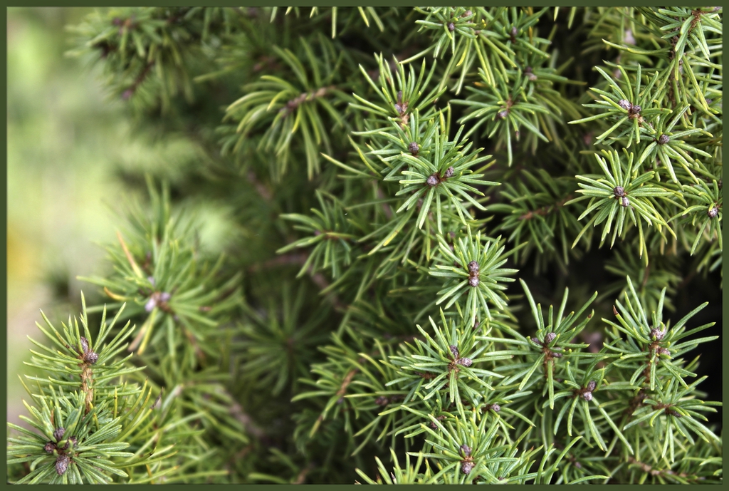 Leaves