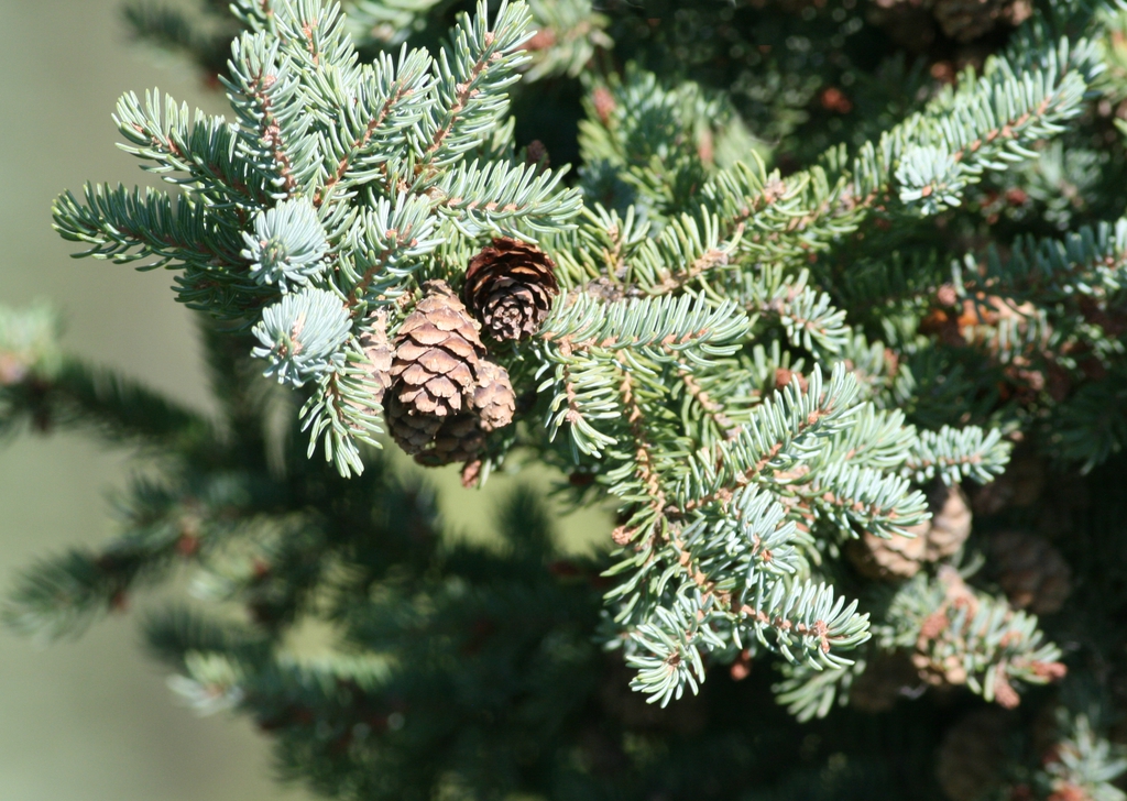 Form