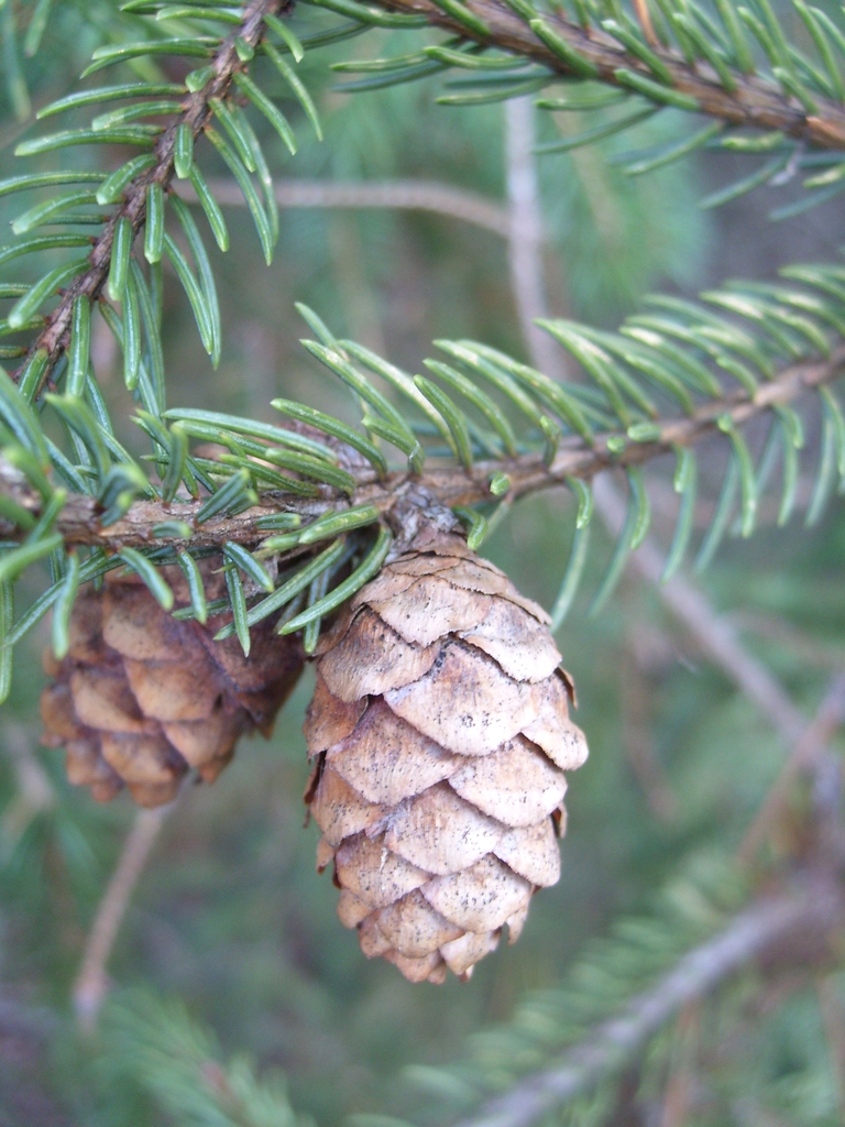 Form