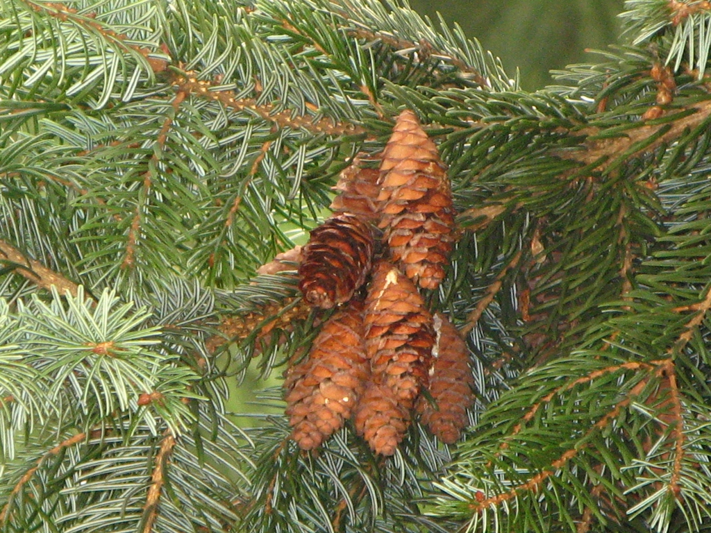Cone