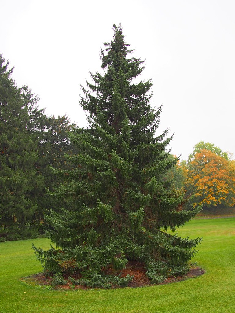 Picea omorika