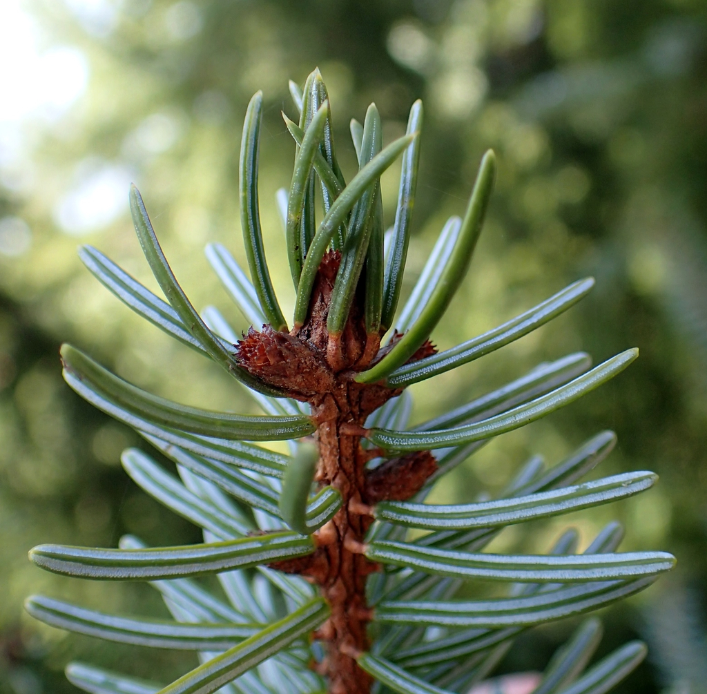 Foliage