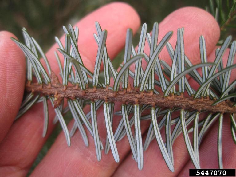 Picea omorika