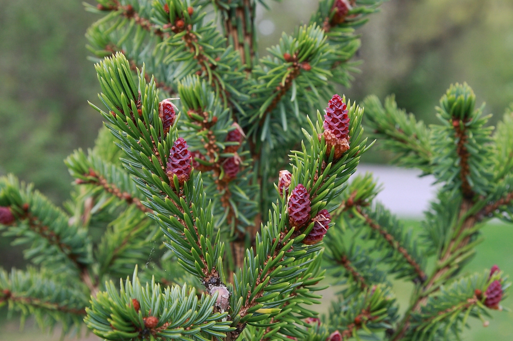 Picea omorika
