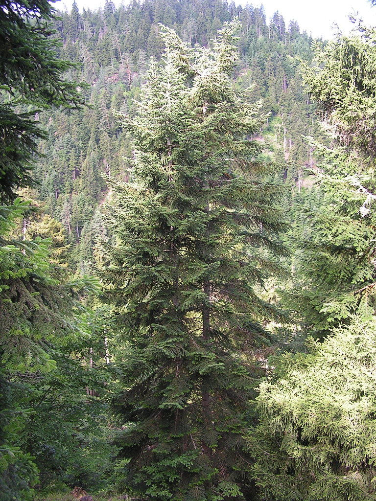 Form