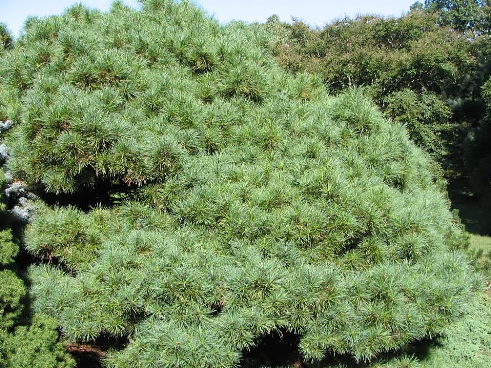 Form