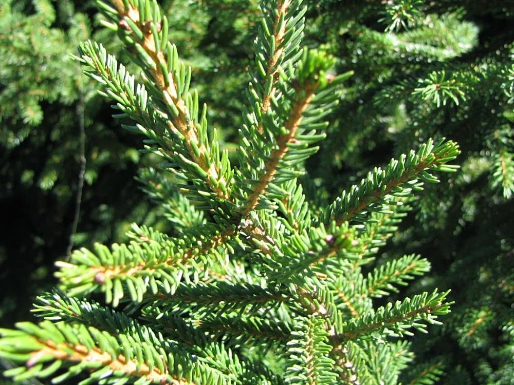 Form