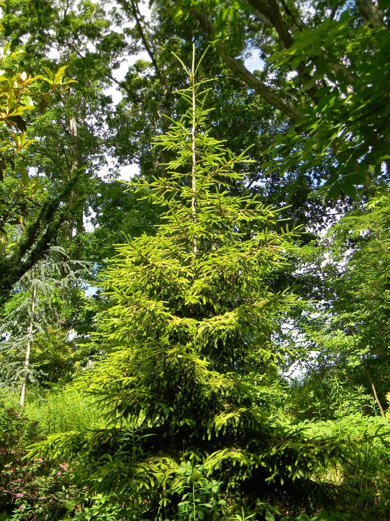 Picea orientalis 'Skylands'