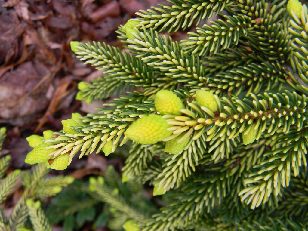 Picea orientalis 'Skylands'
