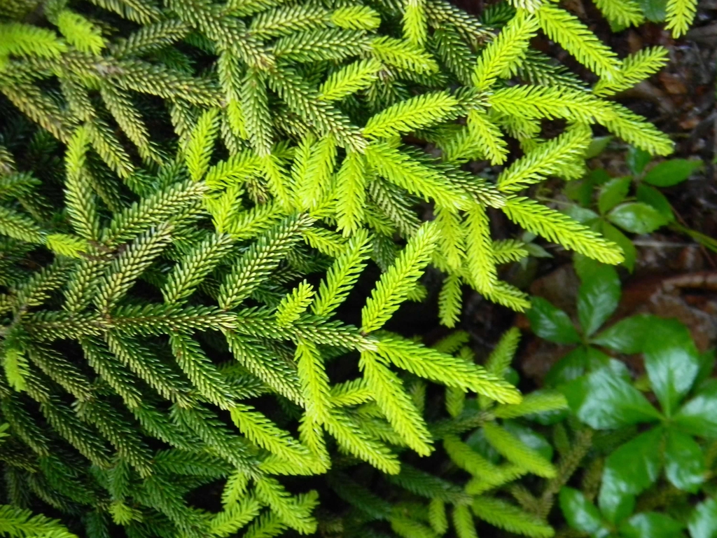 Picea orientalis 'Skylands'