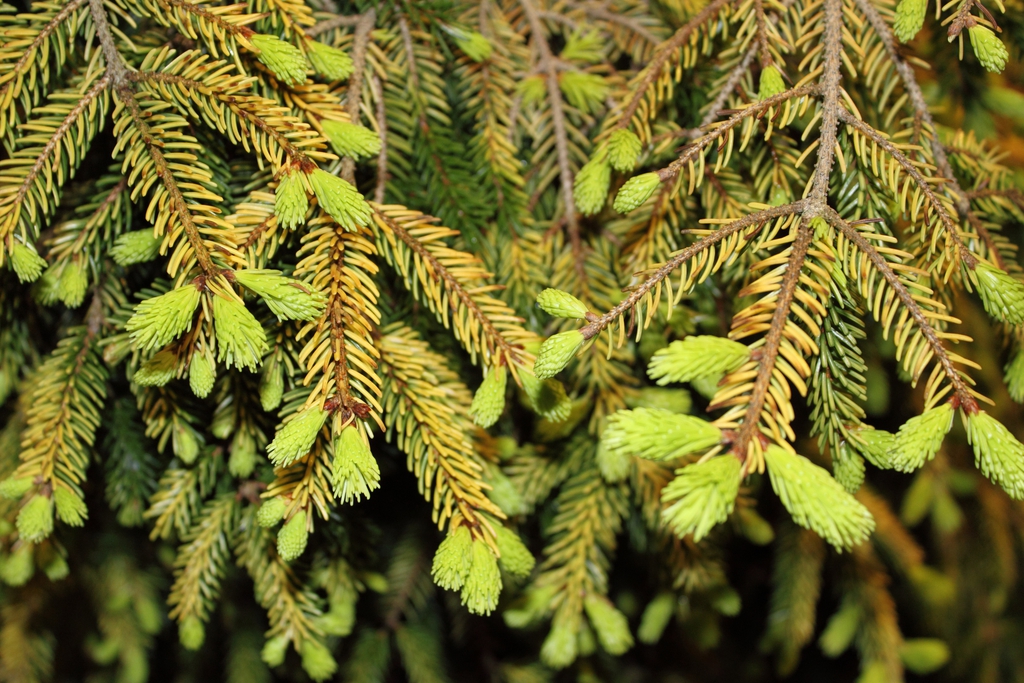 Form