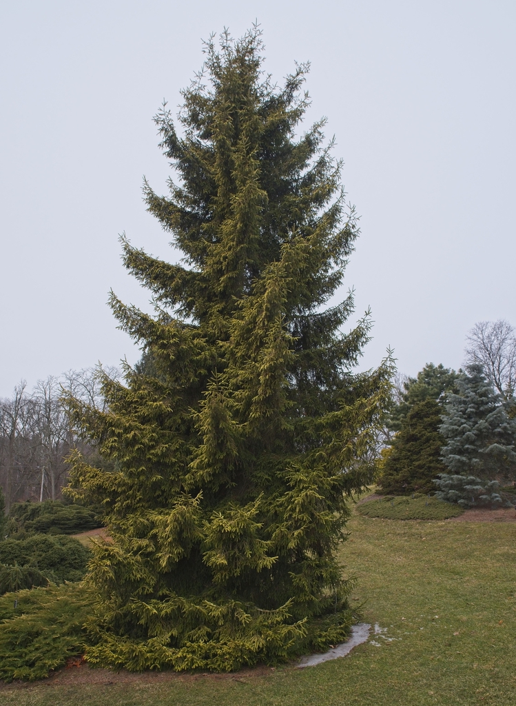 Form