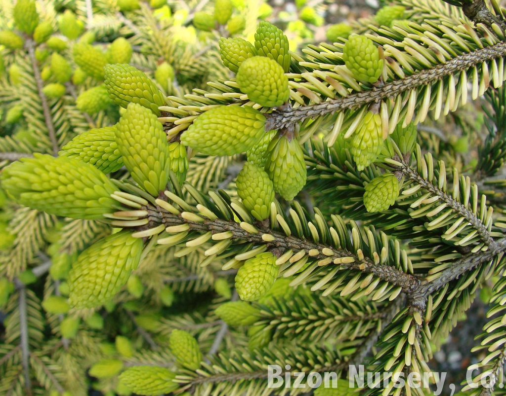 Form