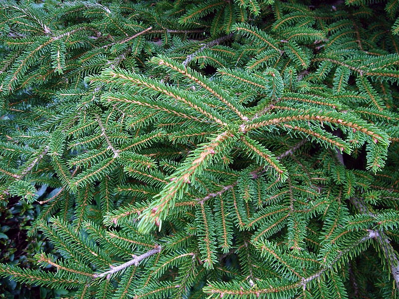 Picea orientalis