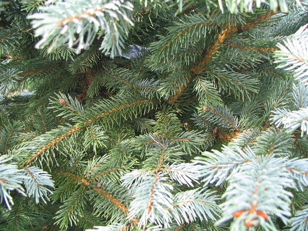 Picea Pungens "Fat Albert"