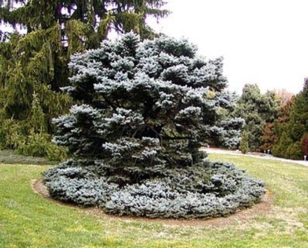 Form