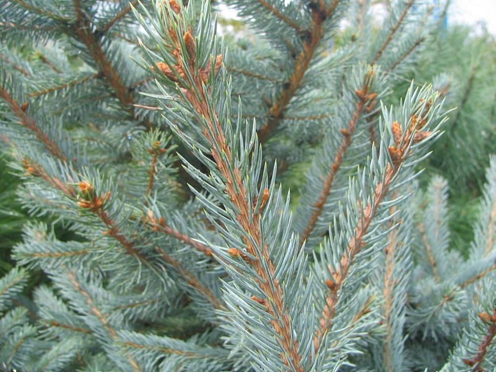 Foliage