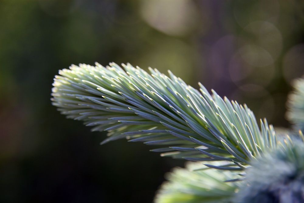 Foliage