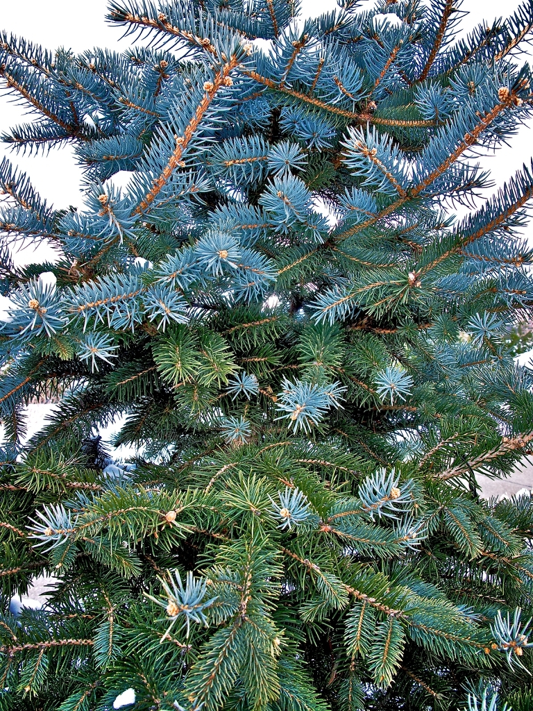 Branches with green needles in old parts; blue young foliage