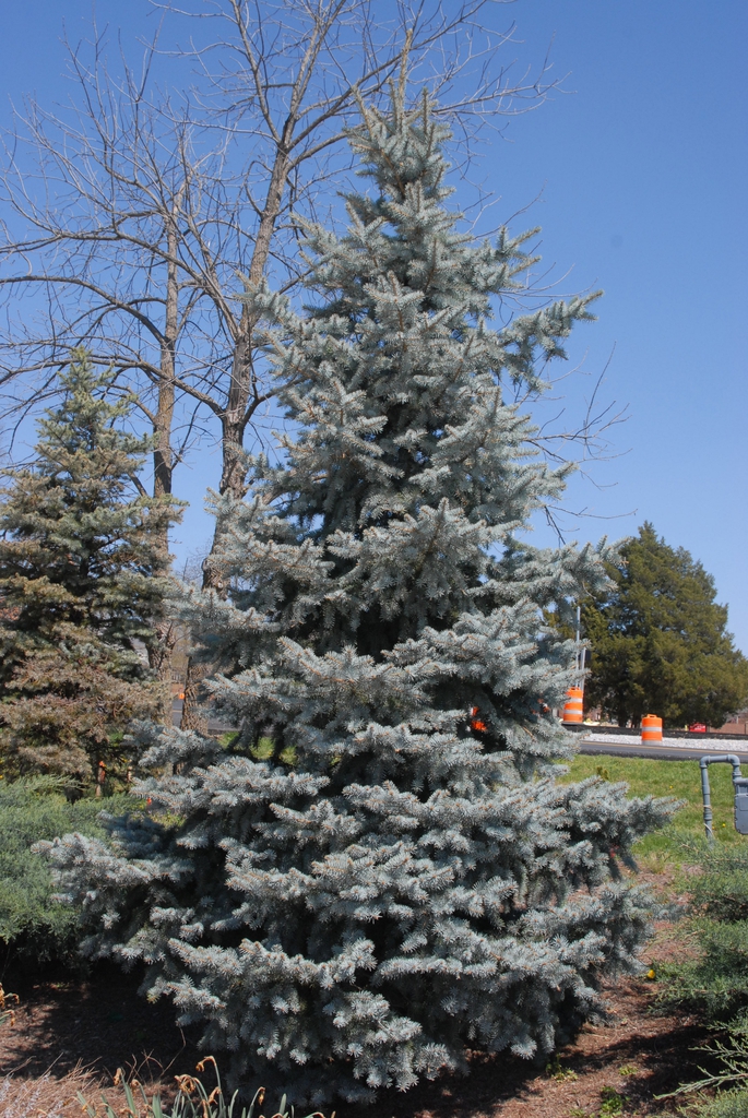 Conical conifer with spreading branches & glaucous needles.