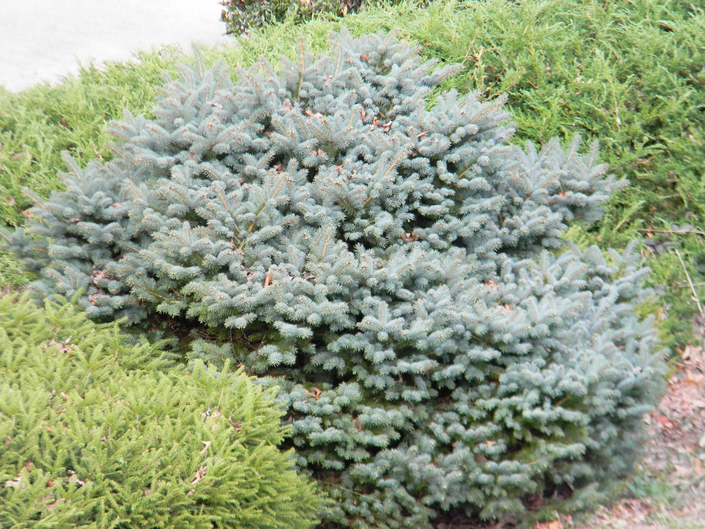 Mounding dwarf with blue green foliage.