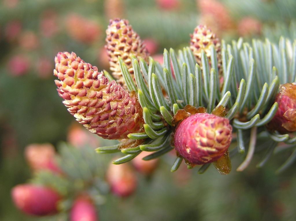 Small cones releasing pollen.
