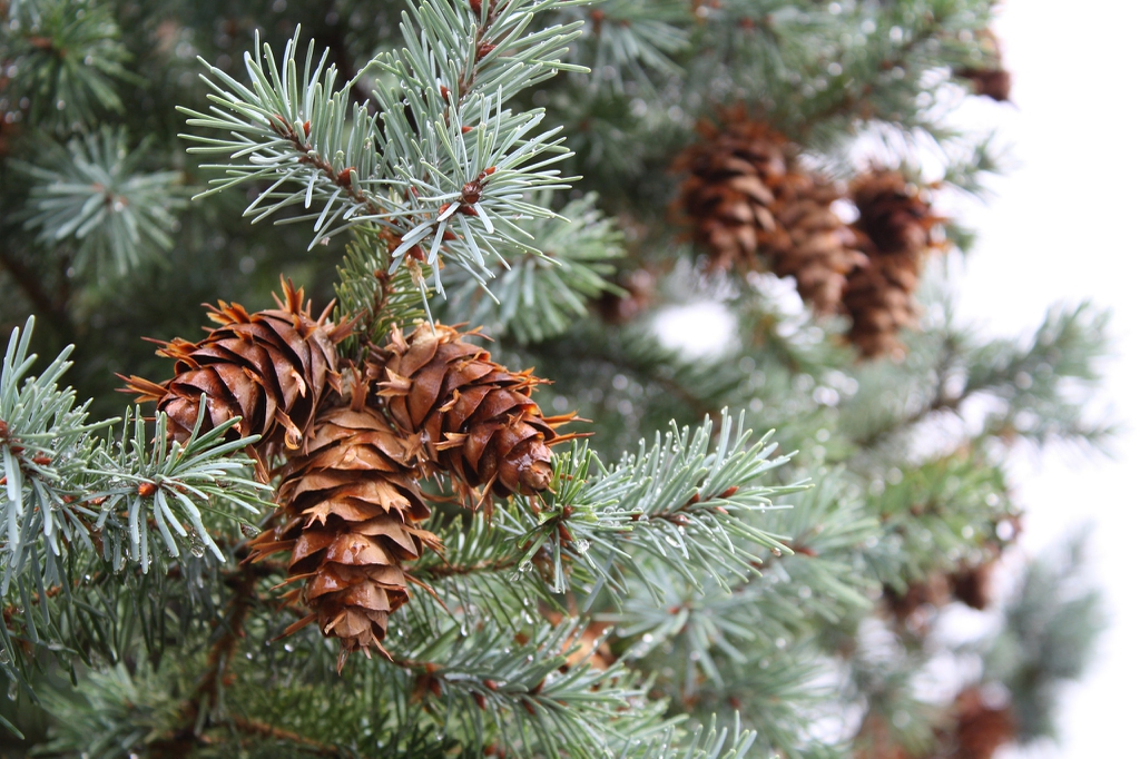 Blue foliage & hanging cones with spreading scales.