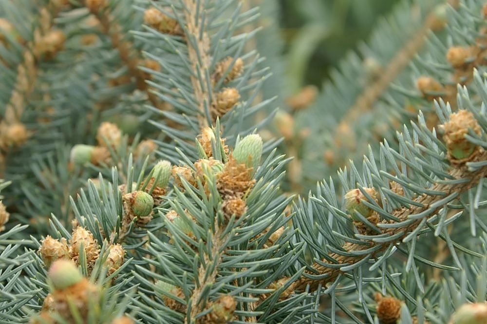 Branches with light green needles & light brown flowers