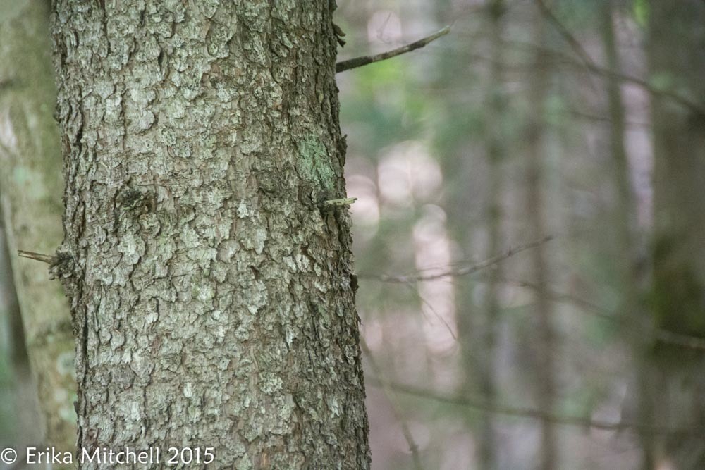 Bark